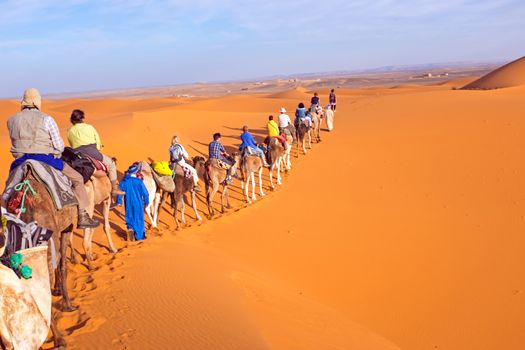 Camel caravan going through the sand dunes in the Sahara Desert, Morocco.