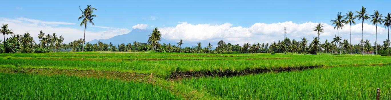 Panorama from rice field landscape on Java island, Indonesia