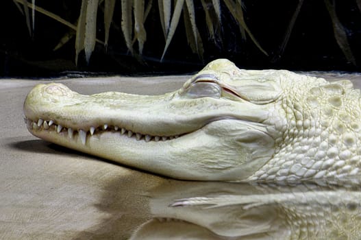 Albino Alligator resting on bank.