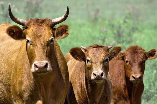 Three cows on a green background staring at the camera.