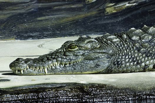 A Crocodile waits on a bank with a smile with a water background.