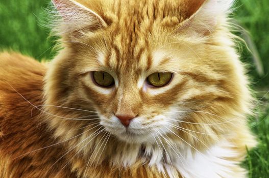 A close-up of an Orange Longhair Cat with a green background.
