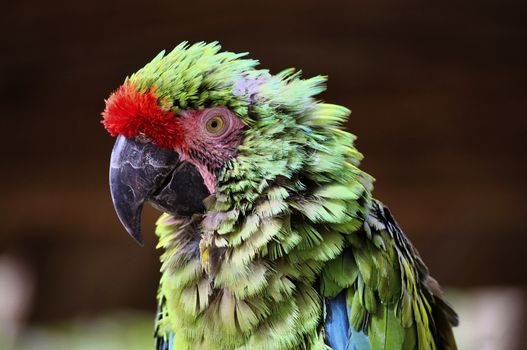 Military Macaw on a brown background looks like it's seen better days.