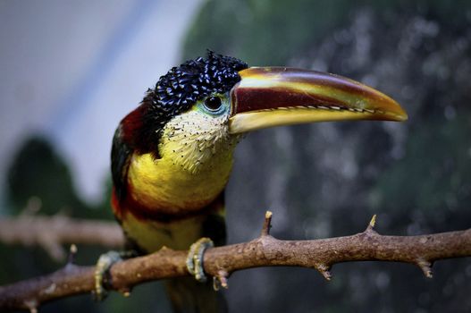 Toucan sitting on a perch.