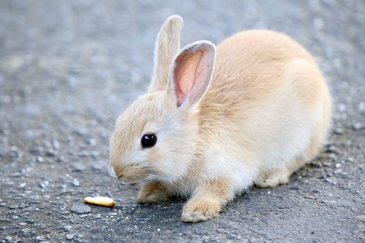 Tiny light brown Rabbit