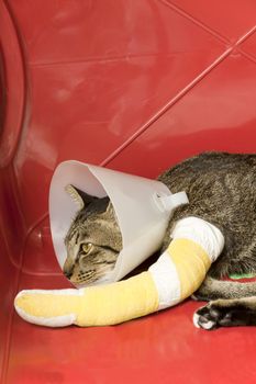 cat wearing an Elizabethan collar and cat leg to splint sleeping in a red plastic basket