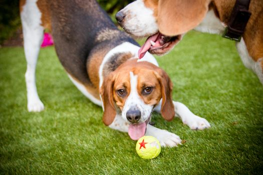 Beagle having fun, playing with a tennis ball outside in the park