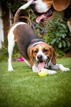 Beagle having fun, playing with a tennis ball outside in the park