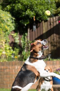 Beagle having fun, playing catch with a tennis ball outside in the park