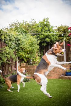 Beagle having fun, playing catch with a tennis ball outside in the park