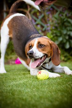 Beagle having fun, playing with a tennis ball outside in the park