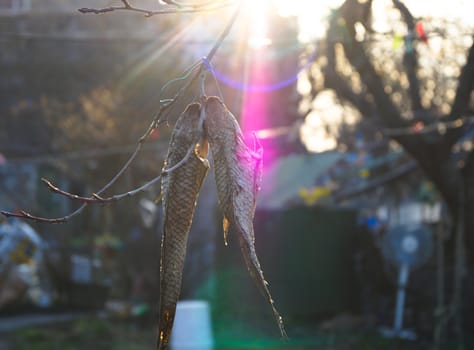 dried fish hanging on the tree in the sun