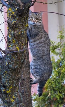 striped gray cat sitting on a tree