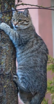 gray cat sitting on a tree