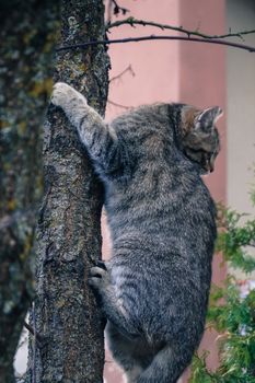the cat climbed the tree in fear