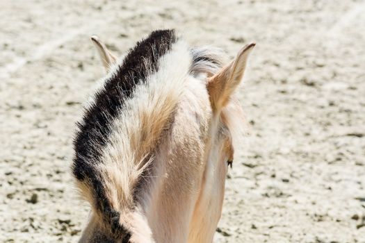 Head with beautiful mane of a small horse, pony.
