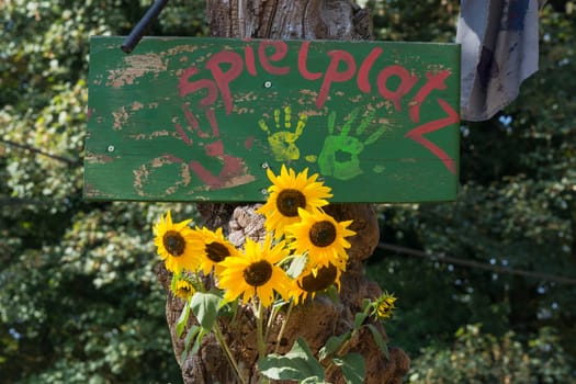 Green wood board and copy space with colorful bright yellow sunflower Helianthus, background deliberate motion blur.