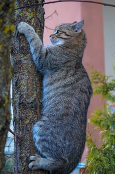 beautiful grey cat climbing on a tree trunk