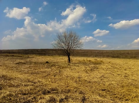 lonely tree in a field of beautiful landscape