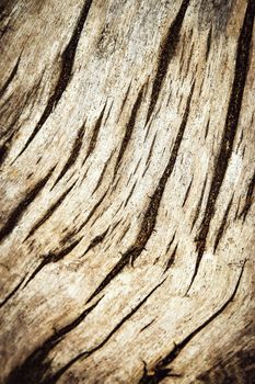 abstract background detail of an old tree stump dirty