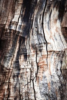 abstract background or texture old tree stump tree without bark