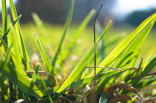 the young leaves of spring green grass