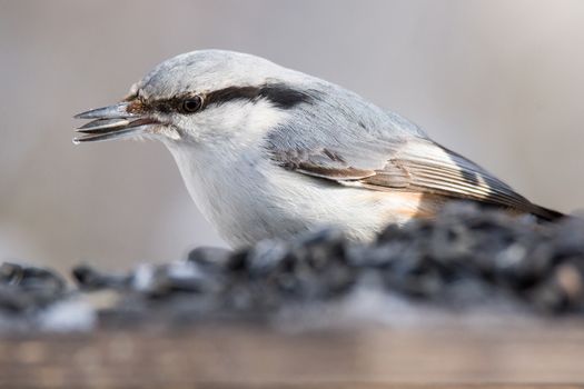 The photograph depicts nuthatch on the branch