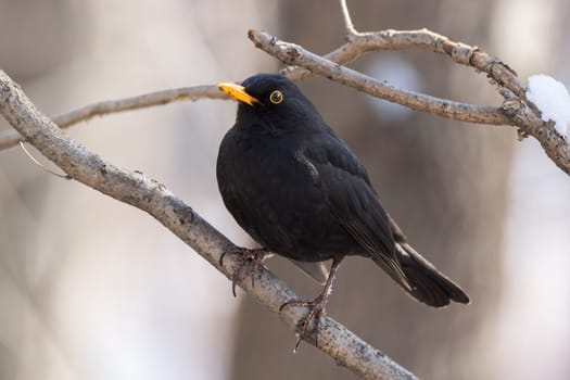 The photo shows a blackbird on a tree