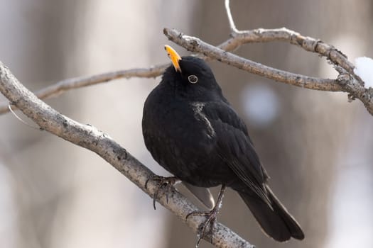 The photo shows a blackbird on a tree