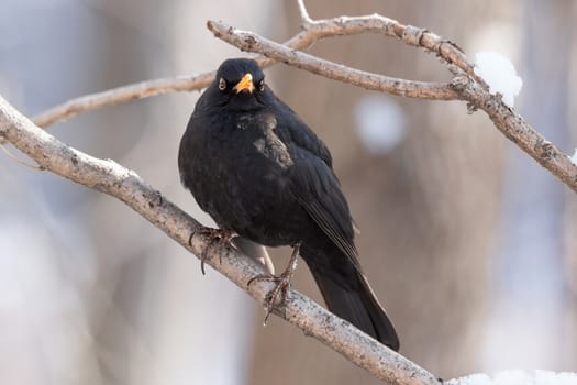 The photo shows a blackbird on a tree