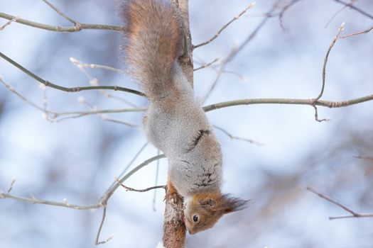 the photograph shows a squirrel on a tree