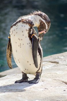 Humboldt Penguin Grooming in an Animal Park in France