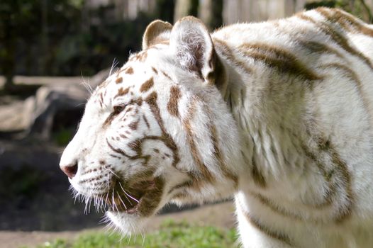 Look of a white Tiger in an animal park of France