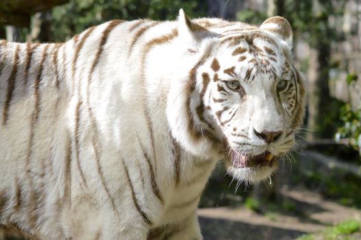 Look of a white Tiger in an animal park of France