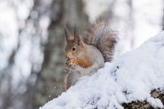 the photograph shows a squirrel on a tree