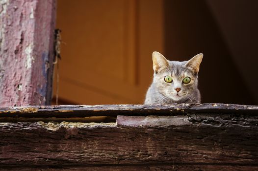 Beautiful grey cat on old window looking down