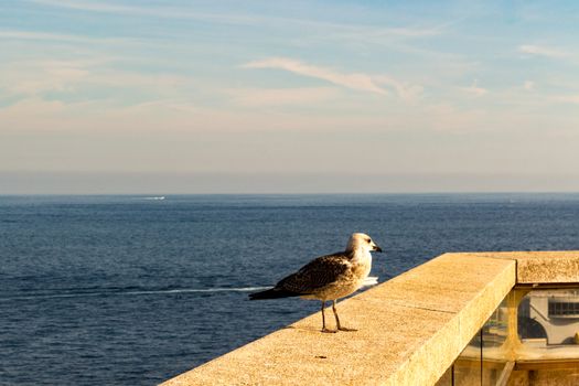 seagull perched on a balcony in the blue sea of Monaco - Montecarlo