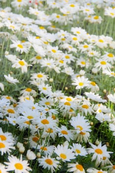 A lot of blooming chamomiles in the meadow, flower background