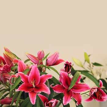 Pink lily flower bouquet on Beige background close up with copy space