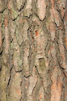 Pine tree bark texture background close up