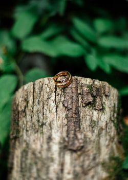 Gold wedding rings on a log with moss