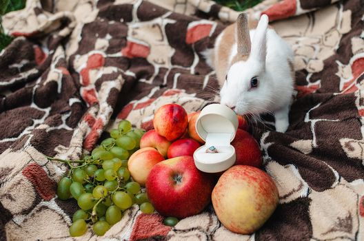 Rabbit sniffs engagement ring with a blue stone in a white box