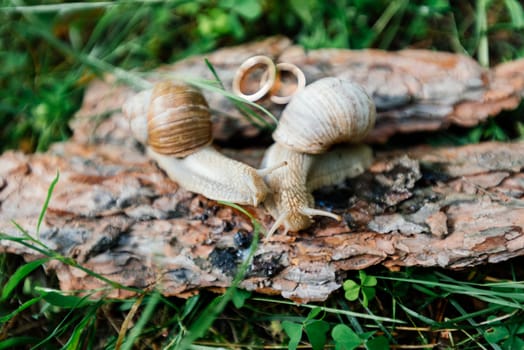 Two snails crawl along a piece of bark next to the gold wedding rings