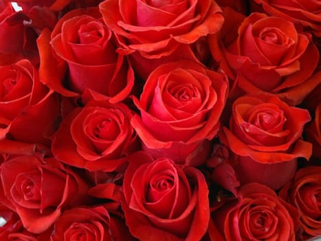 roses background - natural texture of love