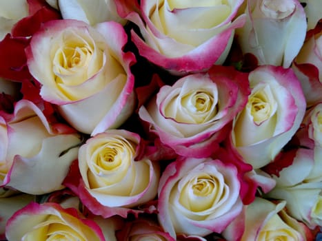 roses background - natural texture of love