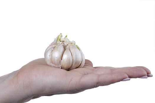 head is of garlic in a female hand on a white background
