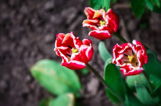 Flowering tulips on a flowerbed in a garden in the spring.