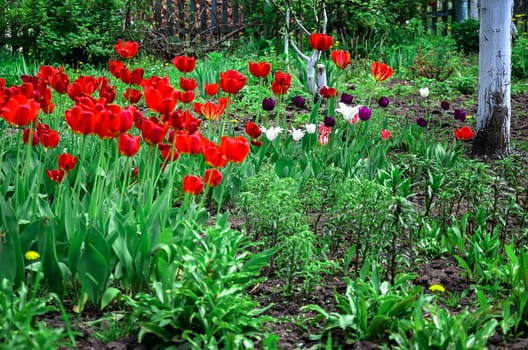 Flowering tulips on a flowerbed in a garden in the spring.