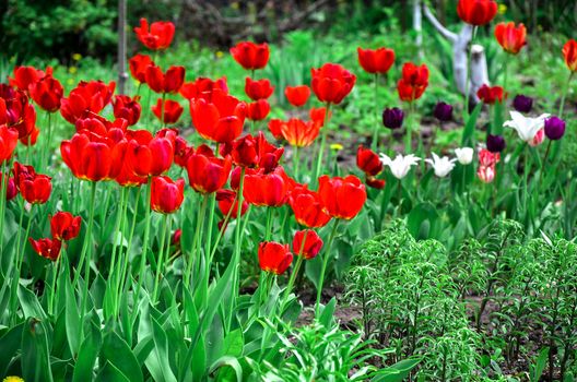 Flowering tulips on a flowerbed in a garden in the spring.