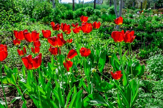 Flowering tulips on a flowerbed in a garden in the spring.